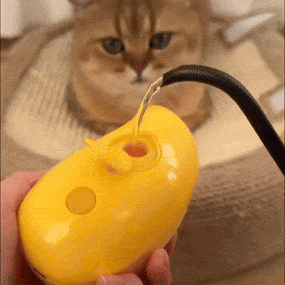 Steamy Brush For Cat Hair
