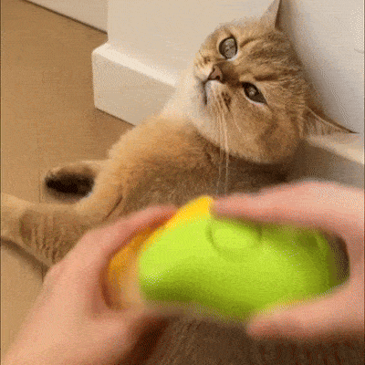 Steamy Brush For Cat Hair